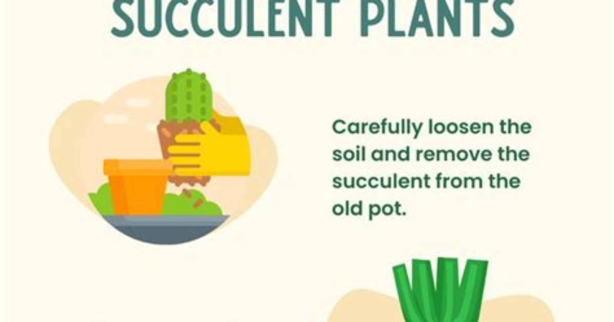 Can You Replant a Plant That Has Been Uprooted?