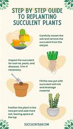 Can You Replant a Plant That Has Been Uprooted?