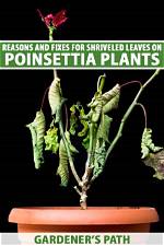 Can You Save a Plant with Shriveled Leaves?