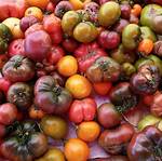 Can You Sell Heirloom Tomatoes?
