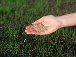 Can You Sow Grass Seed in March?