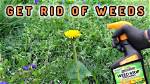 Can You Spray Weeds Near Trees?
