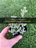 Can You Take Cuttings from Ice Plant?