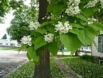 Can You Top a Catalpa Tree?