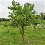 Can You Transplant a Full Grown Peach Tree?