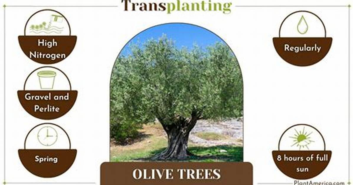 Can You Transplant Old Olive Trees?