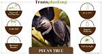 Can You Transplant Pecan Trees?