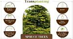 Can You Transplant Wild Spruce Trees?