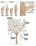 Can You Trim Ash Trees in the Spring?