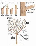 Can You Trim the Bottom Branches of an Arborvitae?