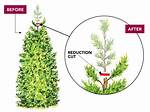 Can You Trim the Top of Thuja Green Giant?