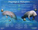 Difference Between Dugong and Manatee