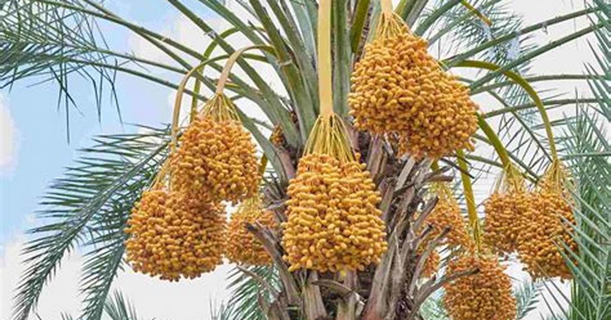Do All Palms Make Dates?
