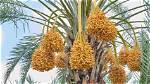 Do All Palms Make Dates?