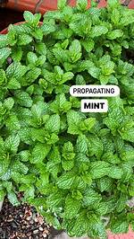 Do Any Poisonous Plants Look Like Mint?