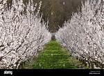 Do Apricot Trees Blossom?