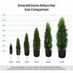 Do Arborvitaes Grow Year Round?
