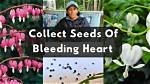 Do Bleeding Hearts Make Seeds?
