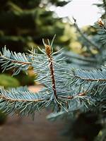 Do Blue Spruce Grow Well in Indiana?