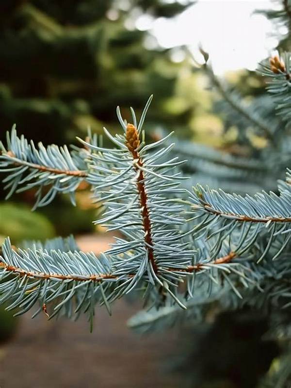 Do Blue Spruce Grow Well in Indiana?