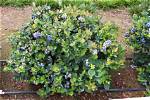 Do Blueberry Bushes Grow Well in Texas?