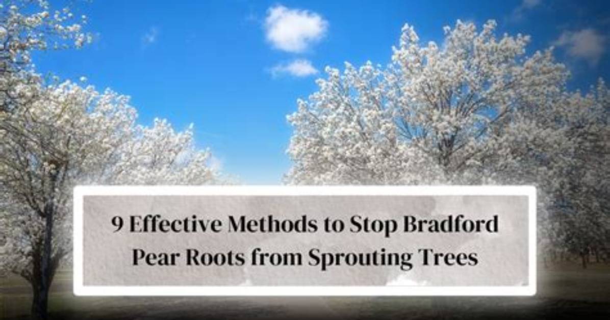 Do Bradford Pear Trees Have Invasive Roots?
