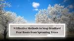 Do Bradford Pear Trees Have Invasive Roots?