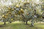 Do Capital Pear Trees Produce Fruit?