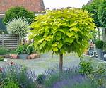 Do Catalpa Trees Need a Lot of Water?