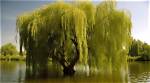 Do Cedar Trees Love Water?