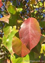 Do Cleveland Pear Trees Lose Their Leaves?