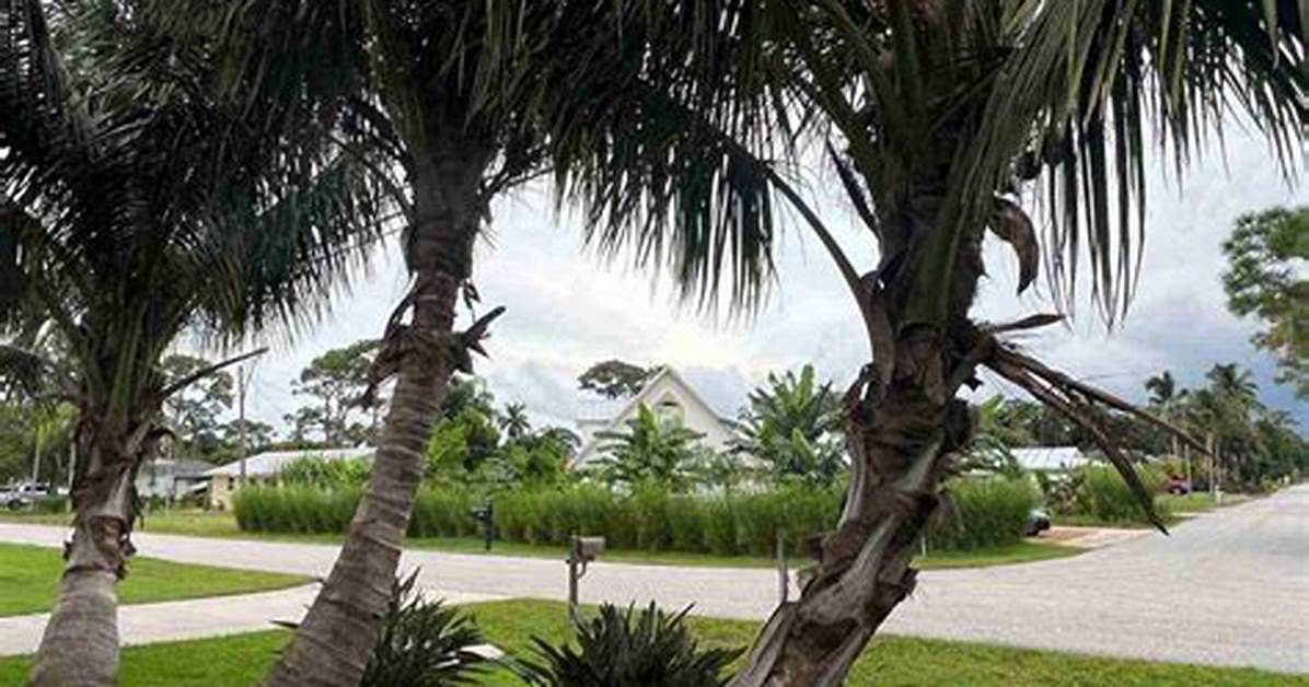 Do Coconut Palms Grow in Florida?