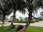 Do Coconut Palms Grow in Florida?