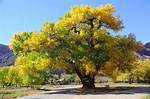 Do Cottonwood Trees Grow in Wyoming?