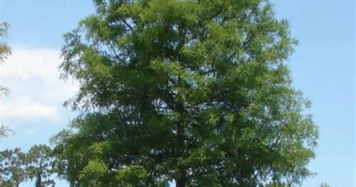 Do Cypress Trees Grow Well in Florida?