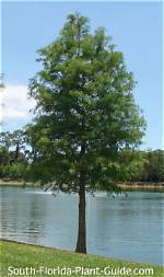 Do Cypress Trees Grow Well in Florida?