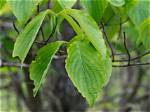 Do Dogwood Trees Have Green Leaves?
