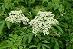 Do Elderberry Bushes Have Flowers?