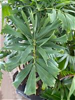 Do Foxtail Palms Drop Leaves?