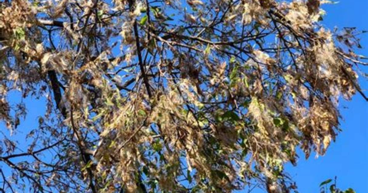 Do Hackberry Trees Fall over?