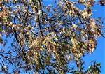 Do Hackberry Trees Fall over?