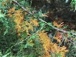 Do Hemlock Trees Turn Yellow in the Fall?