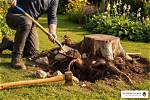 Do I Need to Remove Old Tree Roots?