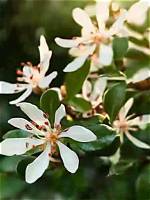 Do Indian Hawthorn Lose Their Leaves?