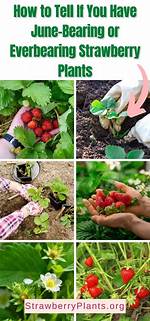 Do June Bearing Strawberries Come Back Every Year?