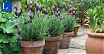 Do Lavender Plants Survive in Texas?
