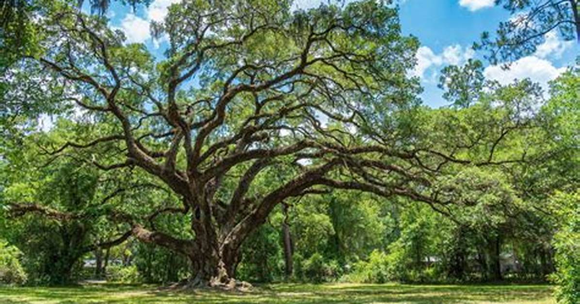 Do Live Oak Trees Grow in Iowa?