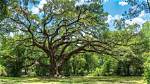 Do Live Oak Trees Grow in Iowa?