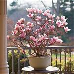 Do Magnolia Trees Grow Well in Pots?