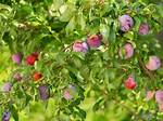 Do Mature Plum Trees Produce Fruit Every Year?